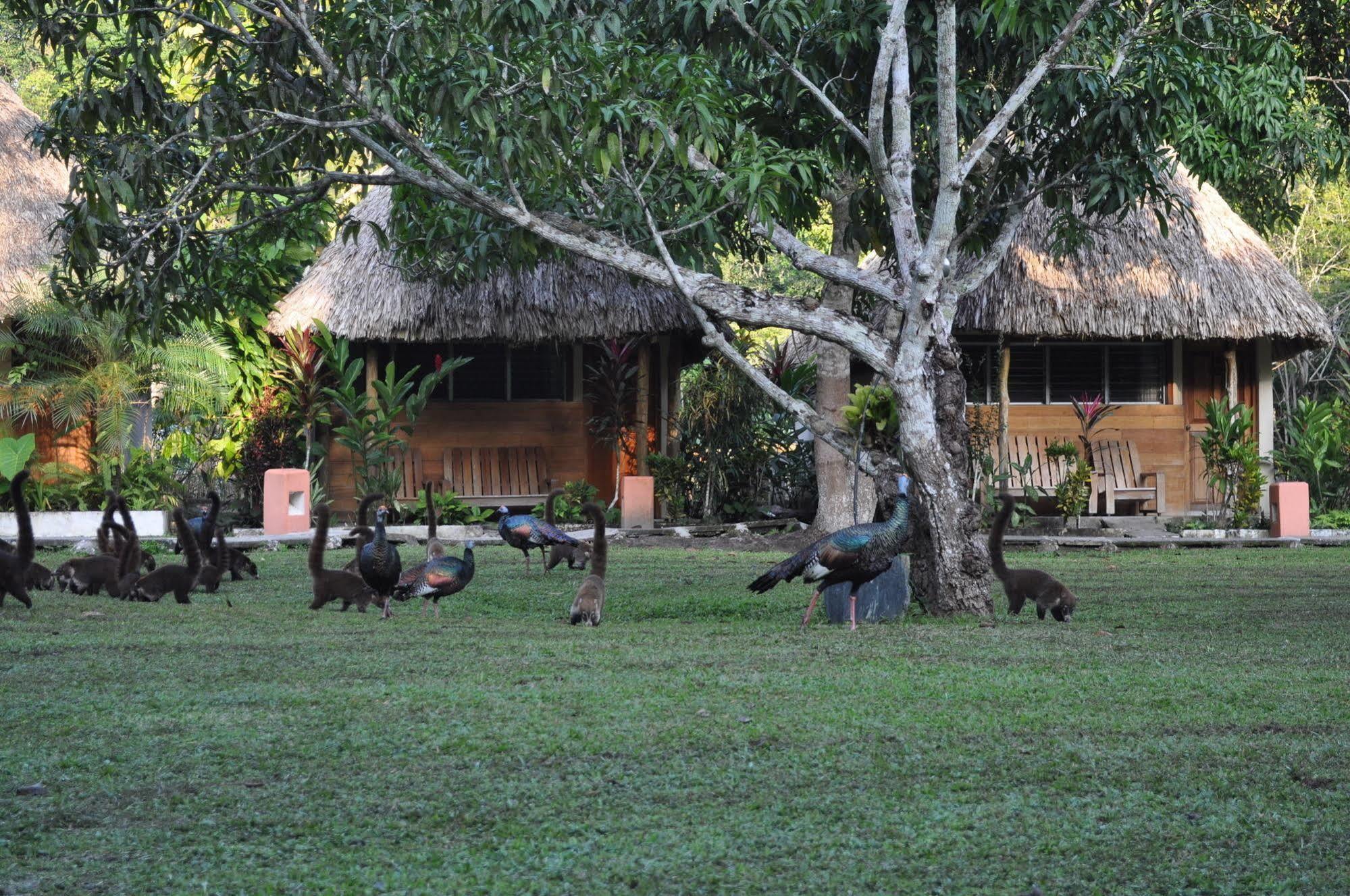 Hotel Tikal Inn Extérieur photo
